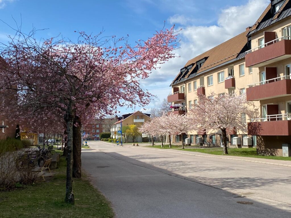 Blommande träd