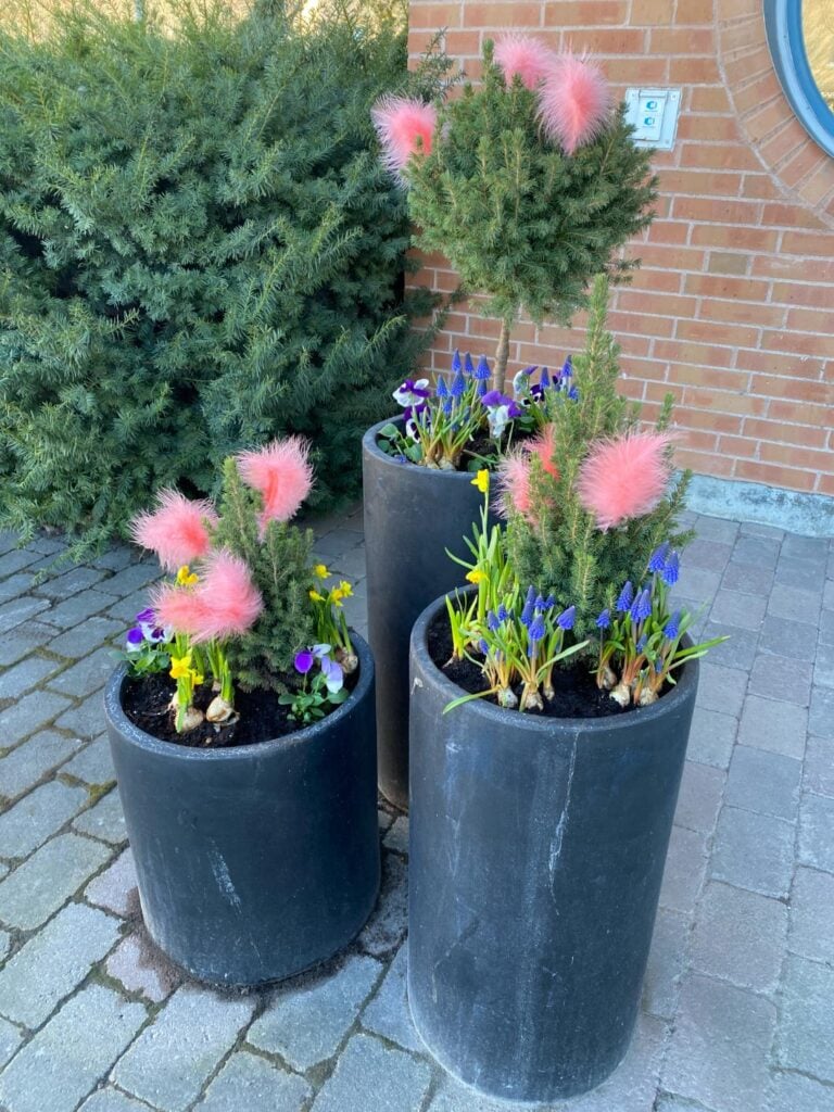 Tre krukor med påskblommor