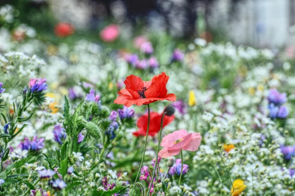 Midsommar blommor