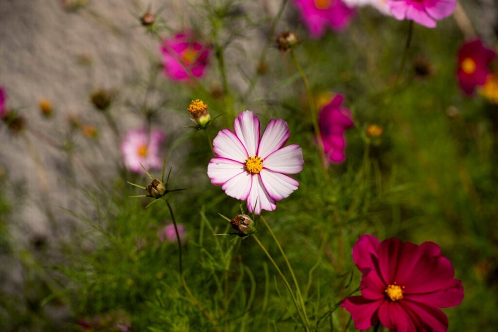 Ceris vit rabattblomma