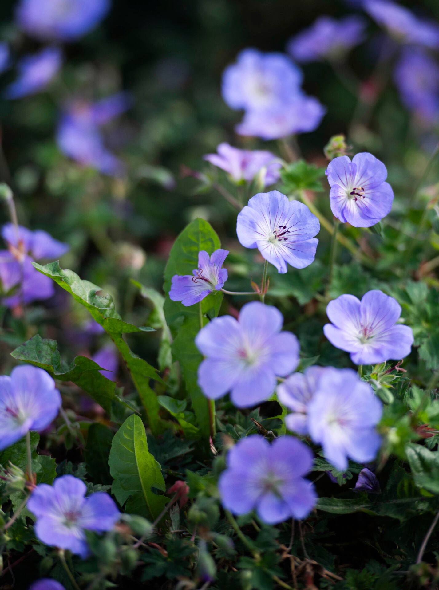 Blå rabattblomma